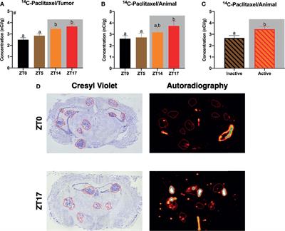 Circadian Influences on Chemotherapy Efficacy in a Mouse Model of Brain Metastases of Breast Cancer